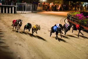 Cách Chơi Game Nhanh Đua Chó Tại Win777 Thú Vị Nhất