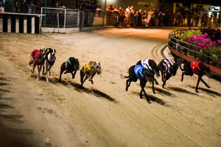 Cách Chơi Game Nhanh Đua Chó Tại Win777 Thú Vị Nhất