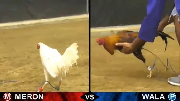 Khám Phá Cách Chơi Đá Gà Sabong Tại Win777 Cùng Trận Đấu Hấp Dẫn 2 Khám Phá Cách Chơi Đá Gà Sabong Tại Win777 Cùng Trận Đấu Hấp Dẫn